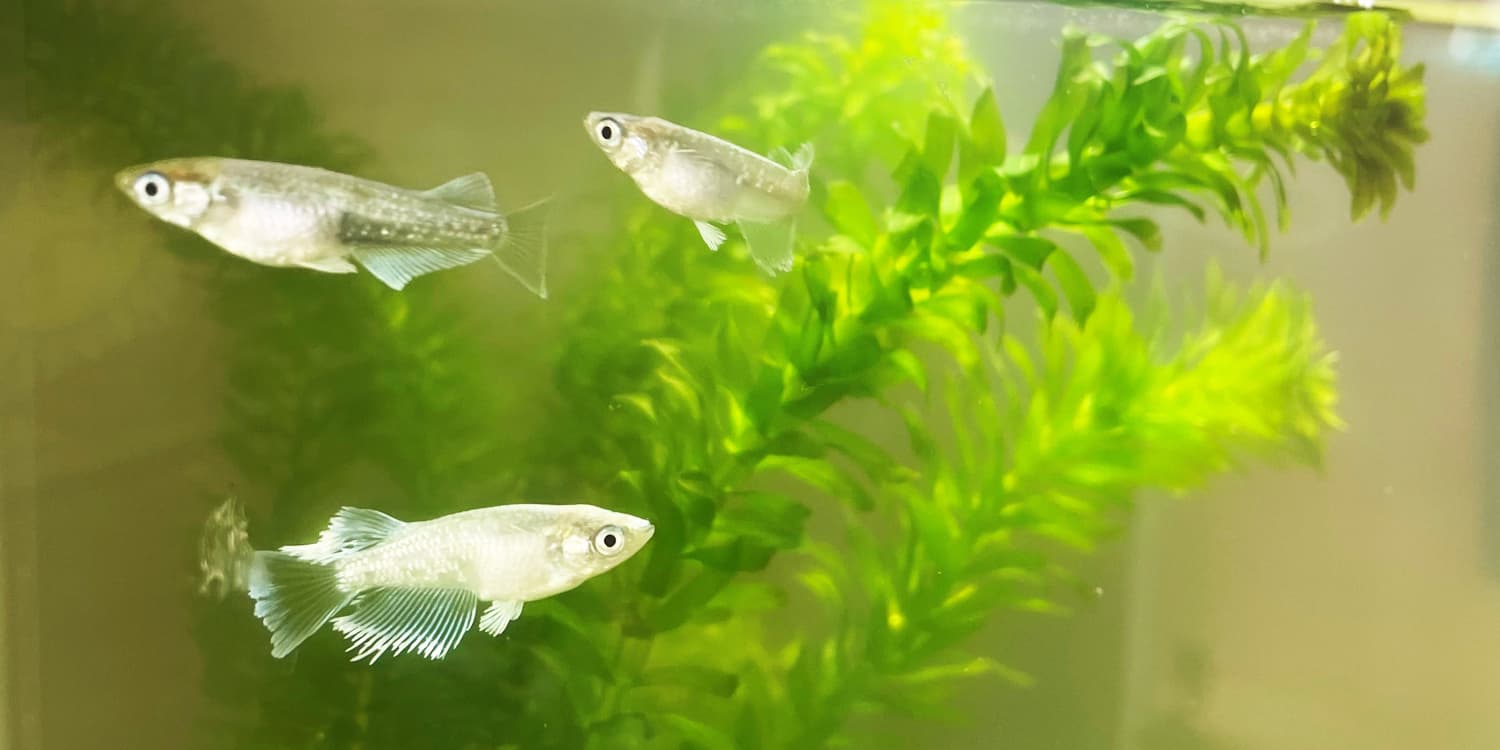 めだかの飼育・販売